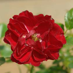 Rosal paisajístico rosa oscuro 'Fairy Donkerrood'